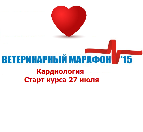 Марафонец у легкая атлетика. Курс ветеринара для начинающих. Ветмарафон. Ветмарафон. Марафон.